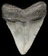 Fossil Megalodon Tooth - South Carolina #47613-2